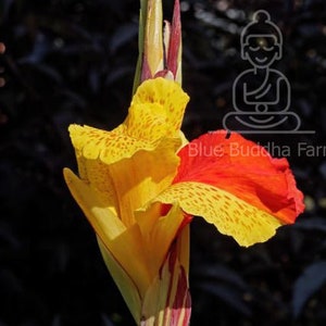 Healthy Canna Lily Rhizomes – Fresh, ready-to-plant rhizomes from Blue Buddha Farm, prepared for shipping.