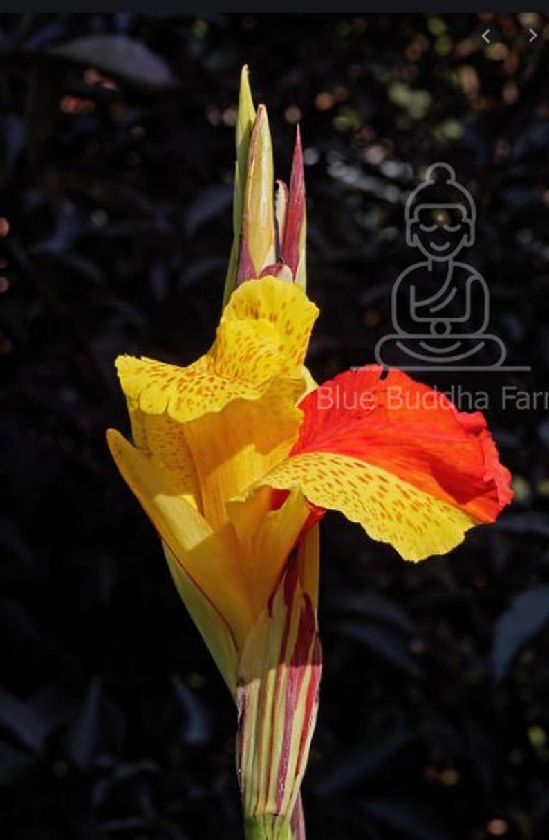 Healthy Canna Lily Rhizomes – Fresh, ready-to-plant rhizomes from Blue Buddha Farm, prepared for shipping.