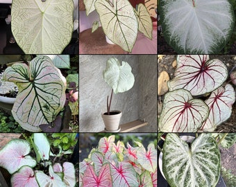 Caladium White Mix (alle weißen Sorten) - Einfach zu züchtende mehrjährige Pflanze im Innen- oder Außenbereich - Blue Buddha Farm