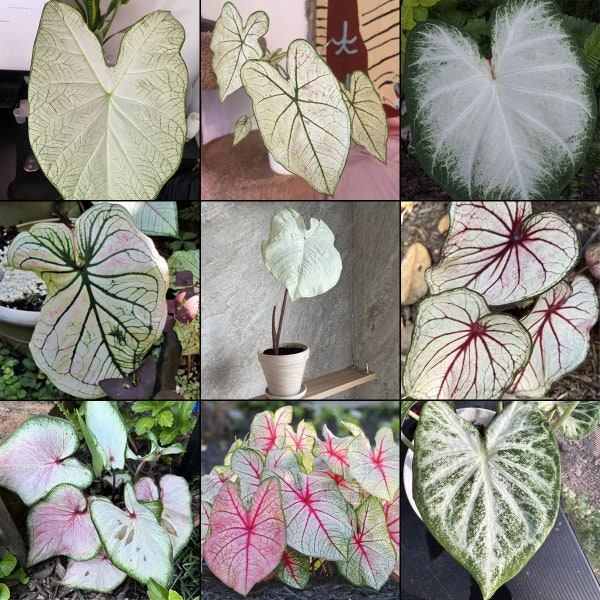 Caladium White Mix (All White Varieties) - Easy to Grow Indoor or Outdoor Perennial Plant - Blue Buddha Farm