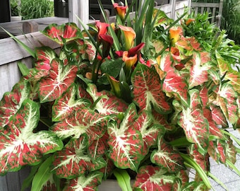 Anthurium Indonesian Portillae x self seedlings - Etsy 日本