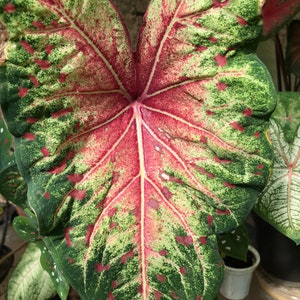 Wildfire Caladium (2 Bulbs) -Rare Caladium for Indoor and Outdoor Plant - Blue Buddha Farm