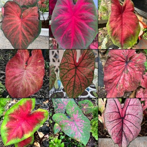 Red Caladium Mix - kräftiges & schönes Laubsortiment | Blauer Buddha auf dem Bauernhof