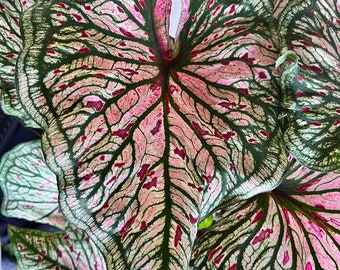 Spicy Lizard Caladium (5 Bulbs) - Easy to Grow Indoor or Outdoor Perennial Plant - Blue Buddha Farm