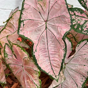 Pink Splash Caladium (2 Bulbs) - Easy to Grow Indoor or Outdoor Perennial Plant - Blue Buddha Farm