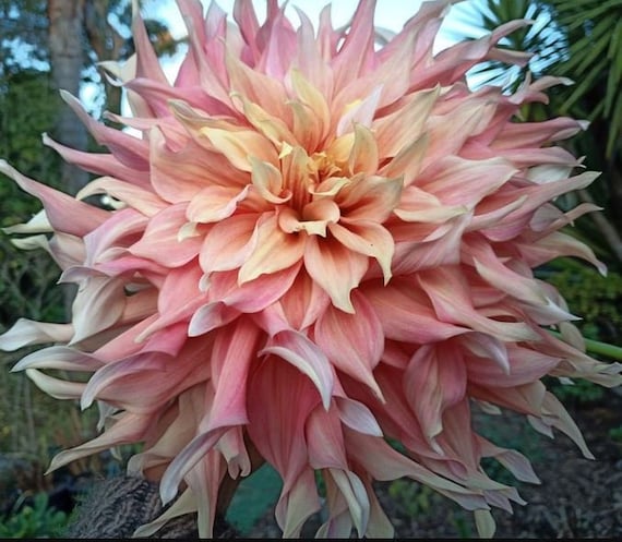 Penhill Watermelon Dinnerplate Dahlia Tuber | *PREORDER Spring 2026* | Easy to Grow Indoor or Outdoor Perennial Plant | Blue Buddha Farm