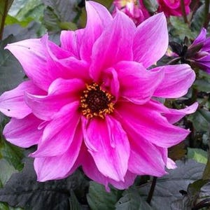Dahlia &#39;Fascination&#39; – Deep Rose-Pink Semi-Double Peony Tuber I Blue Buddha Farm | *PREORDER 2026