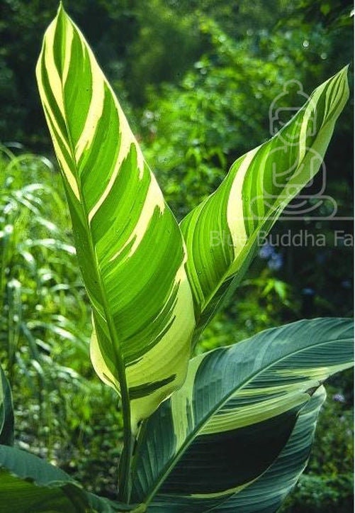 シュトゥットガルト・カンナ・リリーの根茎 – 斑入りの葉、桃色の花