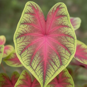 Bulbes de caladium d'été de Rio (2) | Plante à feuillage tropical