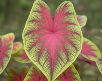 Rio Summer Caladium Leuchtmittel (2) | Tropische Blattpflanze (VORBESTELLUNG Frühling 2026)