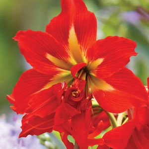 Amaryllis 'Samburu' – Bold Red & Yellow Indoor Blooms | Fall Preorder 2025 | Blue Buddha Farm