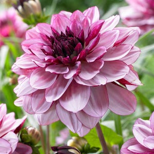 Creme de Cassis Decorative Dahlia Tuber - Flores requintadas em vermelho-vinho e rosa-lavanda (flores marcantes de 4 a 6 pol.) I Blue Buddha Farm