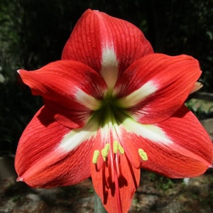 VORBESTELLUNG I Amaryllis 'Christmas Star' Zwiebel - Tolles Weihnachtsgeschenk | Blauer Buddha auf dem Bauernhof