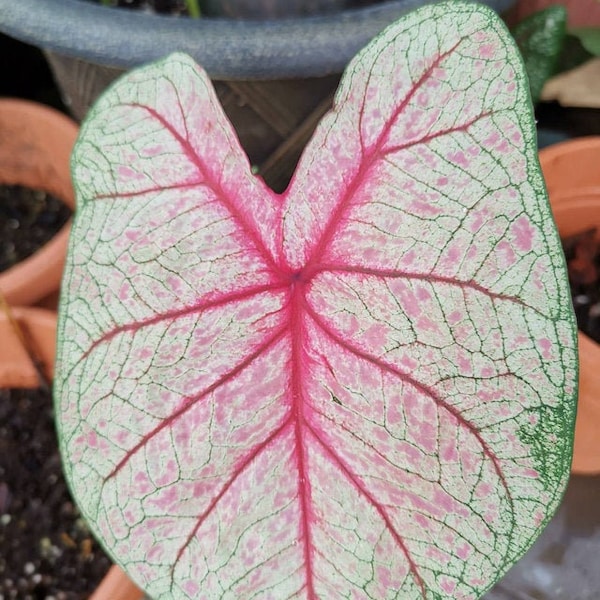 White Queen Caladium (2 Bulbs) | Easy to Grow Indoor or Outdoor Perennial Plant | Blue Buddha Farm
