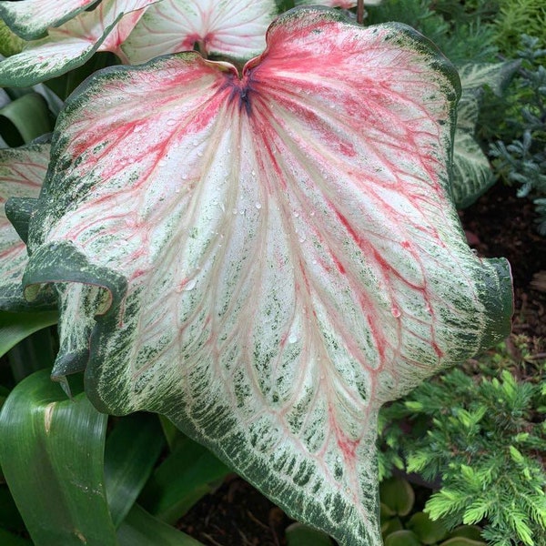 Bold and Beautiful Caladium (2 Bulbs) - Easy to Grow Indoor or Outdoor Perennial Plant - Blue Buddha Farm