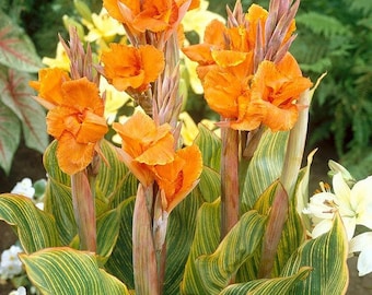 Bengal Tiger Canna Lilie Rhizom I *VORBESTELLUNG Frühling 2026* | Blauer Buddha auf dem Bauernhof |