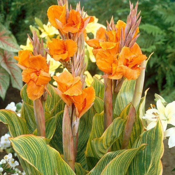 Bengal Tiger Canna Lily Rhizome | Blue Buddha Farm |