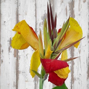Cleopatra Canna Lily Rhizome – Orange, Yellow Blooms, Variegated Foliage image 2