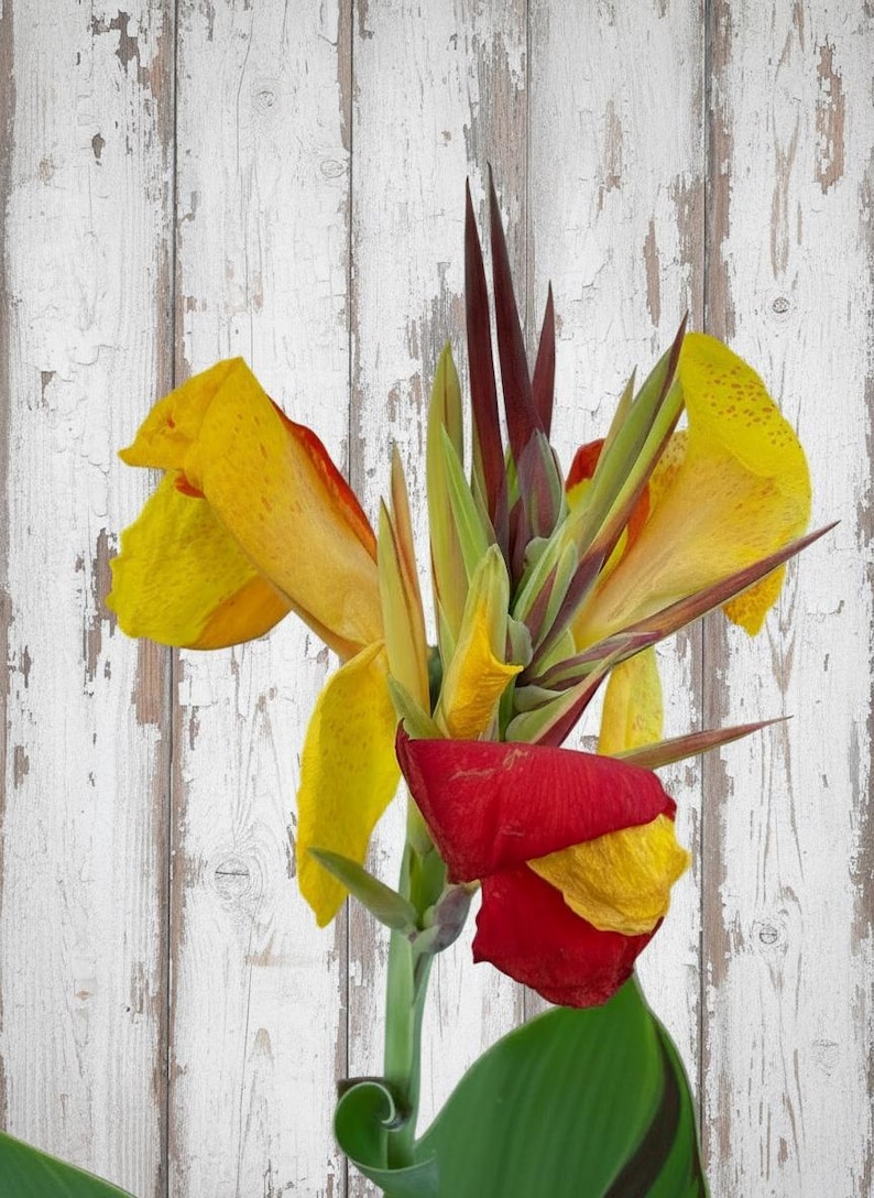 Cleopatra Canna Lily Rhizome – Orange, Yellow Blooms, Variegated Foliage image 2