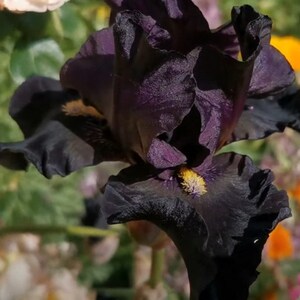 Señor Jinx Bearded Iris Bulb – Tall Black Iris with Yellow Beards image 2