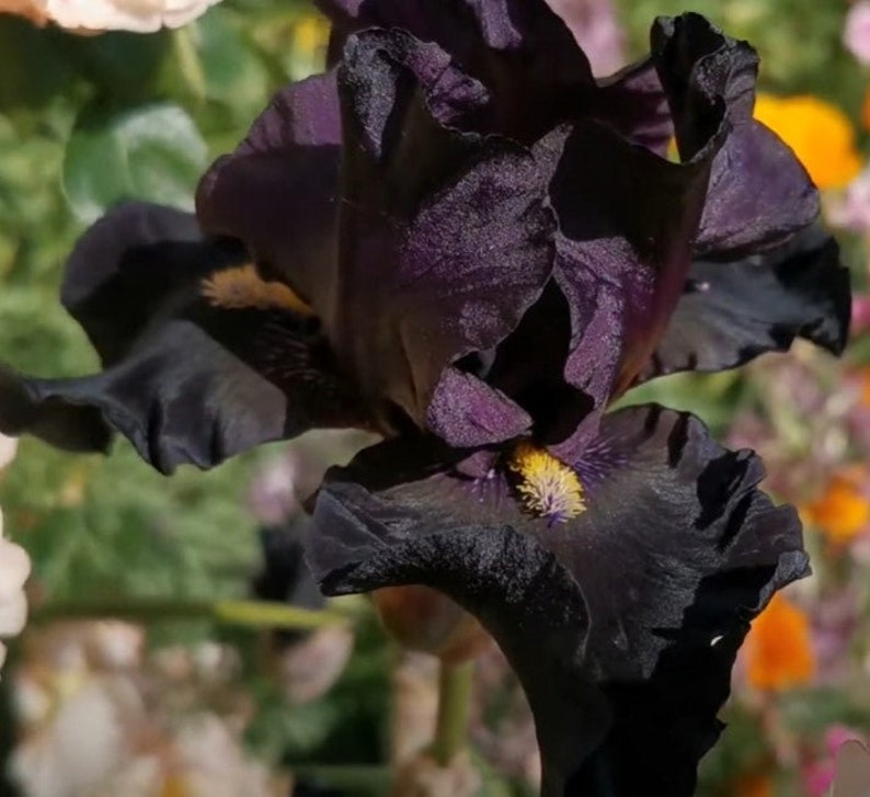 Señor Jinx Bearded Iris Bulb – Tall Black Iris with Yellow Beards image 2