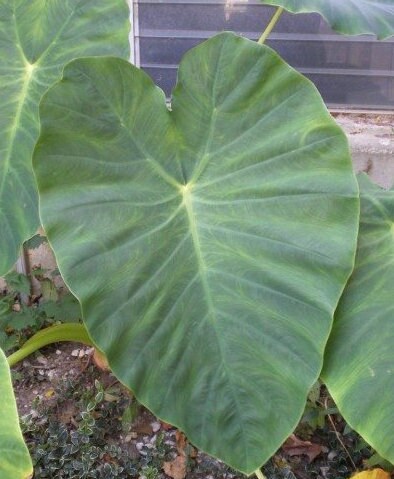 Giant Elephant Ears - Mini Bulbs - Colocasia Taro