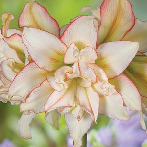Harlekin Amaryllis Zwiebel | Doppel Creme & Rosa | Blauer Buddha auf dem Bauernhof