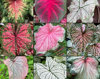 Mélange de variétés de caladium (mélange aléatoire de bulbes) - Plante vivace d'intérieur ou d'extérieur facile à cultiver - Blue Buddha Farm