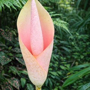 May include: A close-up of a tropical flower with a pink spadix and spathe. The spathe is a light pink color with a yellow-green edge. The stem is a light green color with yellow and brown spots. The background is a lush green forest.