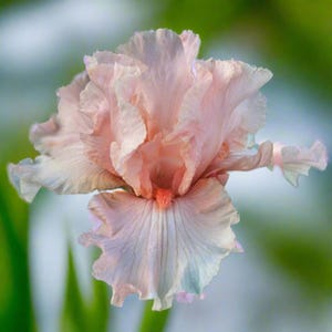 Bearded Iris &#39;October Splendor&#39; Bulb –  Fragrant Peach Pink Rebloomer | Blue Buddha Farm