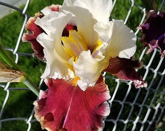 Lightheaded Bearded Iris - Easy to Grow Perennial - Blue Buddha Farm