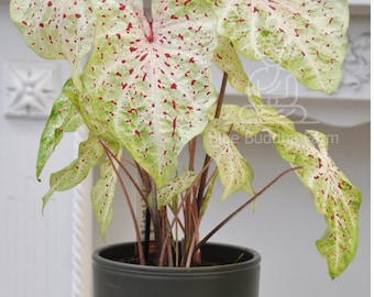 May include: A potted plant with large, white leaves with red speckles. The plant is in a dark gray pot.