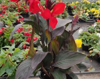 Black Knight Canna Lily Rhizome | Bold Red Blooms, Dark Foliage