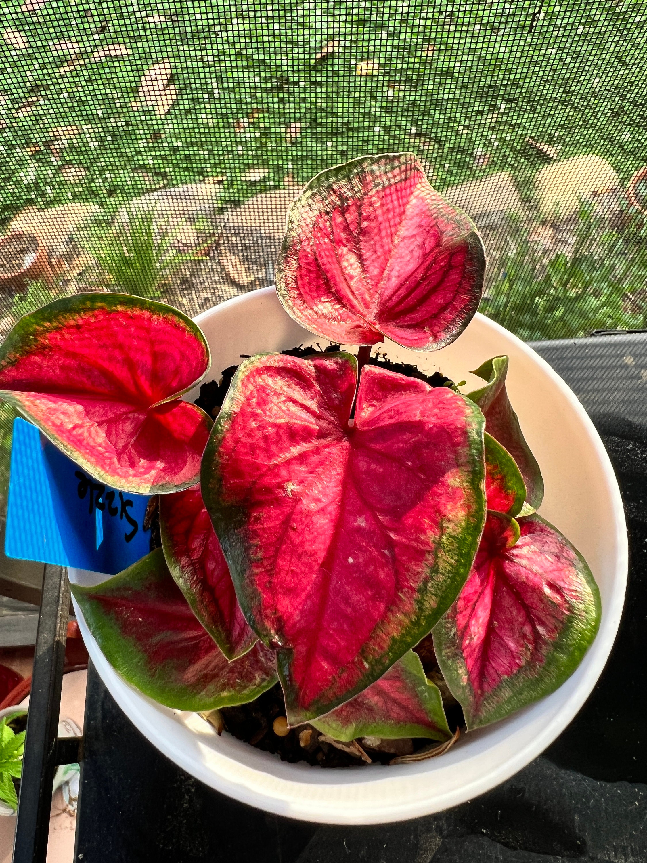 Sizzle Caladium 2 Bulbs Easy to Grow Houseplant & Outdoor Etsy Canada
