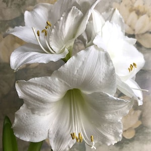 Amaryllis 'Wedding Dance' – Pure White Trumpet Blooms | PREORDER Fall 2025 | Blue Buddha Farm