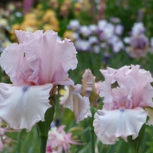 Island Blush – Tall Bearded Iris Rhizome| Blue Buddha Farm