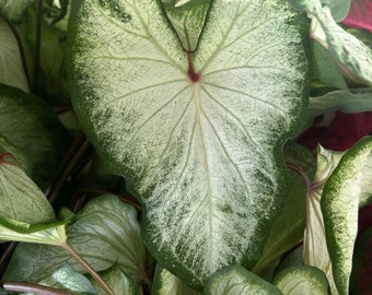 Bulbos de Caladium de Ala Blanca (2) / Elegante planta de interior y exterior