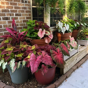 Caladium Variety Mix zufällige Mischung von Zwiebeln Einfach zu züchtende mehrjährige Pflanze im Innen oder Außenbereich Blue Buddha Farm Bild 2