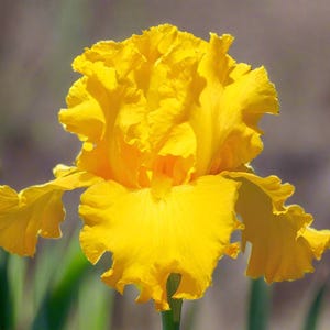 Bearded Iris &#39;Garden Time&#39; Bulb –  Bright Yellow Iris | 35&quot; Tall | Blue Buddha Farm