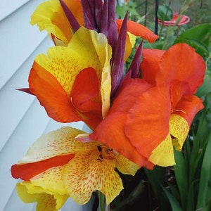 Cleopatra Canna Lily Bulb - Easy to Grow Indoor or Outdoor Perennial Plant - Blue Buddha Farm