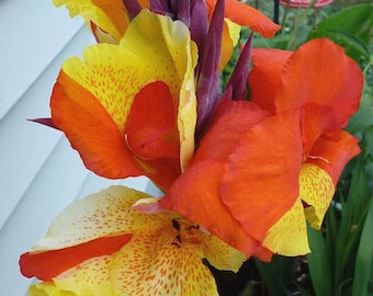 Rizoma di giglio canna Cleopatra – Fiori arancioni e gialli, fogliame variegato (PREORDINE 2026)