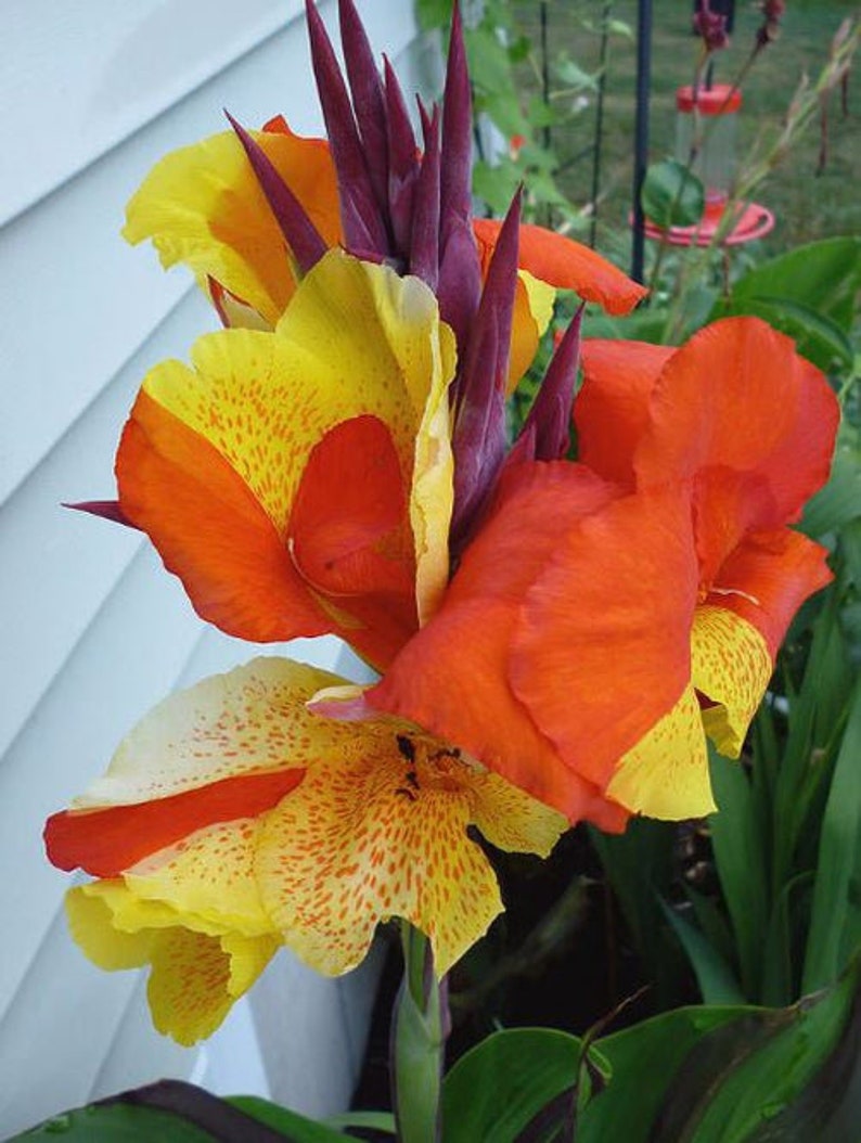 Close-up of Canna Lily ‘Cleopatra’ – Vibrant orange and yellow petals with red speckles, blooming in a lush garden.