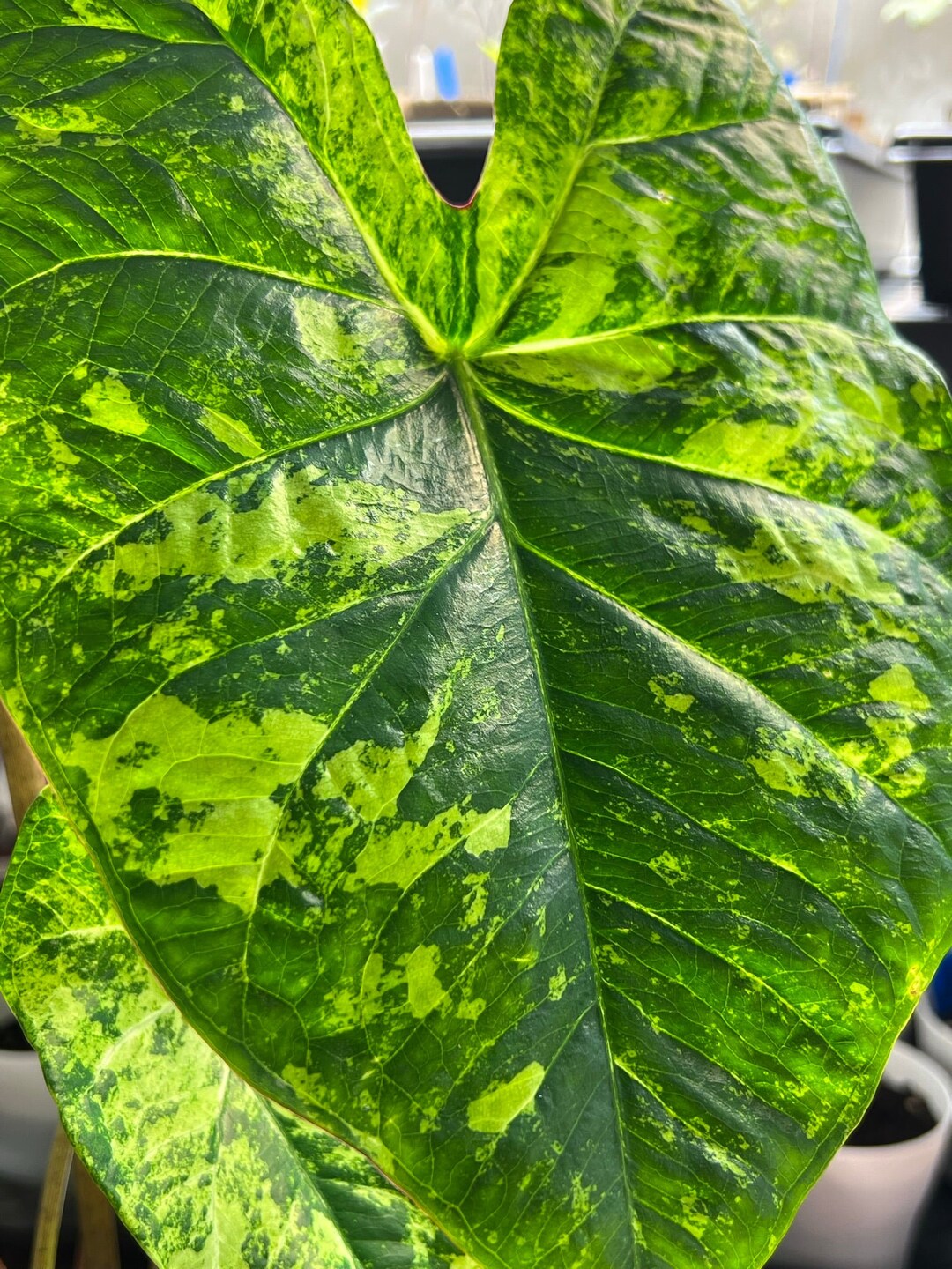 Frog in a Blender Caladium 2 Bulbs Easy to Grow Indoor or Outdoor ...