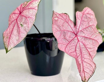 Fannie Munson Caladium (2 bulbs) - Easy to Grow Indoor or Outdoor Perennial Plant - Blue Buddha Farm