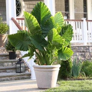 Large Alocasia Odora Bulb (7/9) | Upright Elephant Ear | Dramatic Tropical Garden Focal Point I Blue Buddha Farm *PREORDER 2026