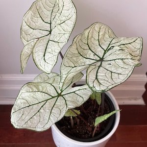 Candidum Jr Caladium (2 Bulbs) - Easy to Grow Indoor or Outdoor Perennial Plant - Blue Buddha Farm