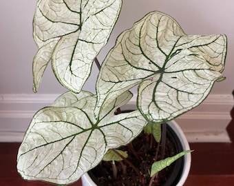 Caládio Candidum Jr (2 bulbos) | Planta perene de fácil cultivo para interiores ou exteriores | Blue Buddha Farm