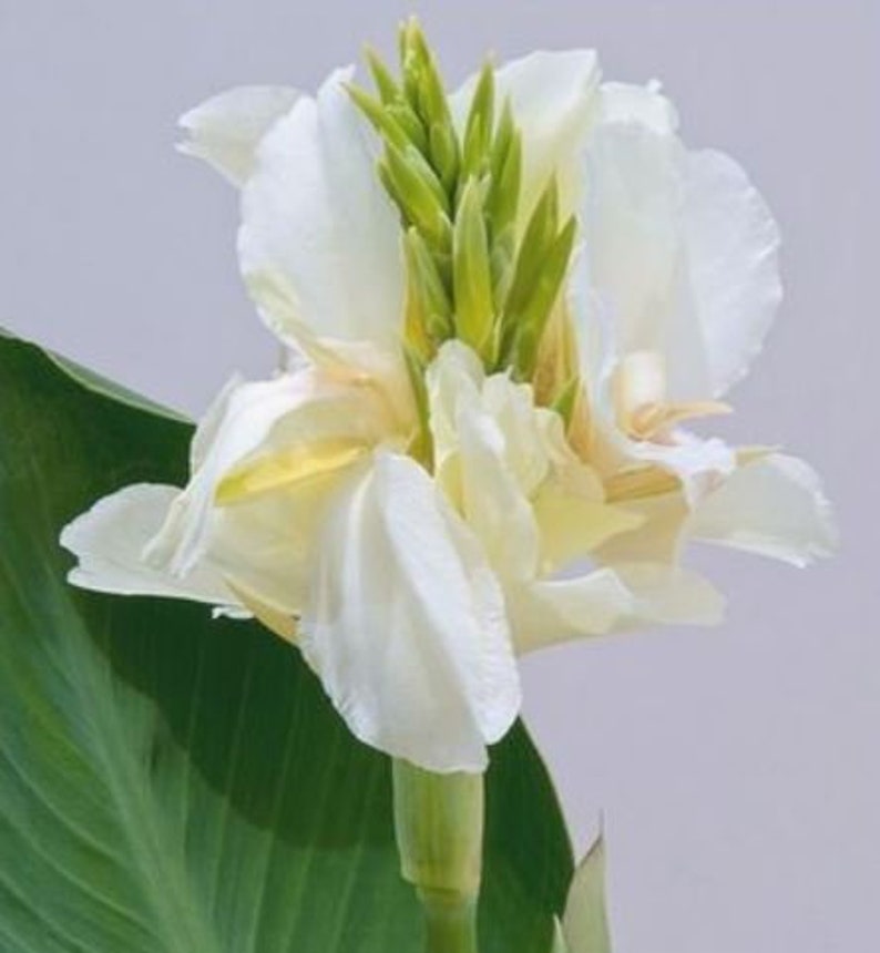 Moonshine White Canna Lily bulb PREORDERShips early Spring Etsy