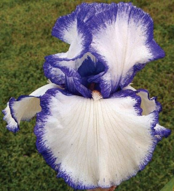 Bearded Iris 'Presbys Crown Jewel' – Elegant White Blooms with Rich Blue Violet Edges | Reblooming Mid to Late Season | Blue Buddha Farm