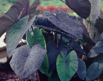 Black Magic Elephant Ear  *PREORDER*- Easy to Grow Indoor or Outdoor Perennial Plant - Blue Buddha Farm